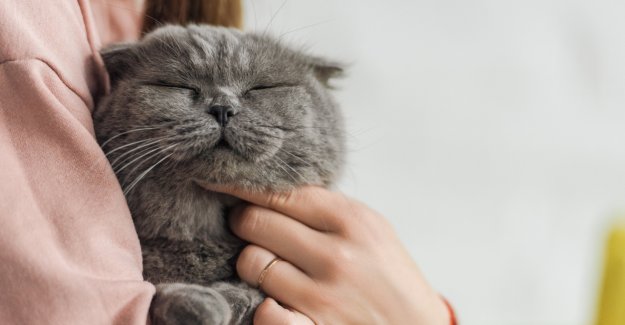 Gatti e salute: cosa sapere sull’alimentazione felina