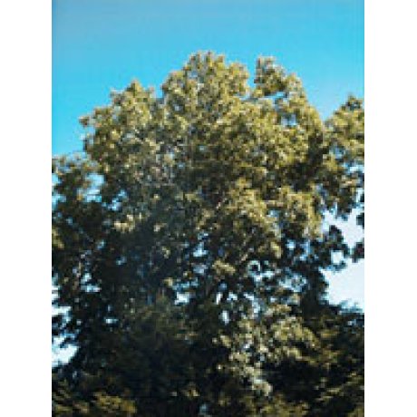 MSA FRAXINUS EXCELSIOR 50 ML