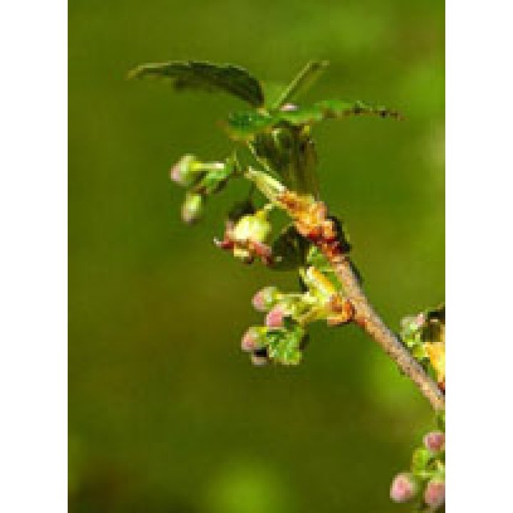 MSA RIBES NIGRUM 50 ML