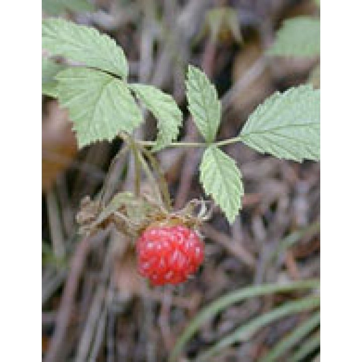 MSA RUBUS IDAEUS 50 ML MSA RUBUS IDAEUS 50 ML