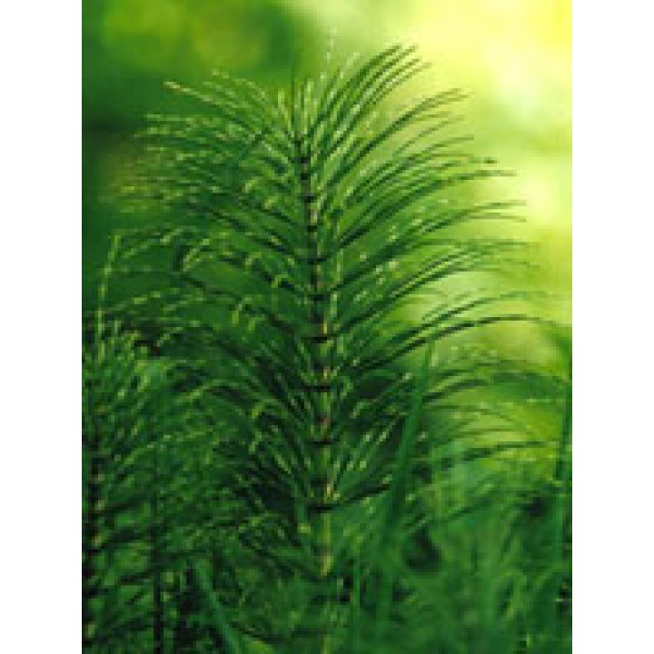 TSA EQUISETUM ARVENSE 50 ML