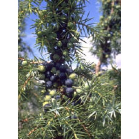 TSA JUNIPERUS COMMUNIS 50 ML