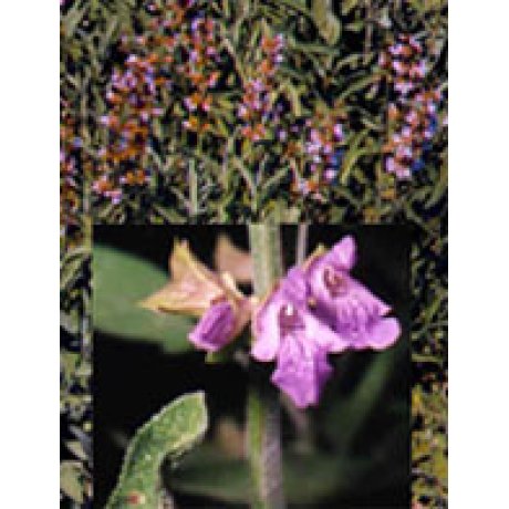 TSA SALVIA OFFICINALIS 50 ML