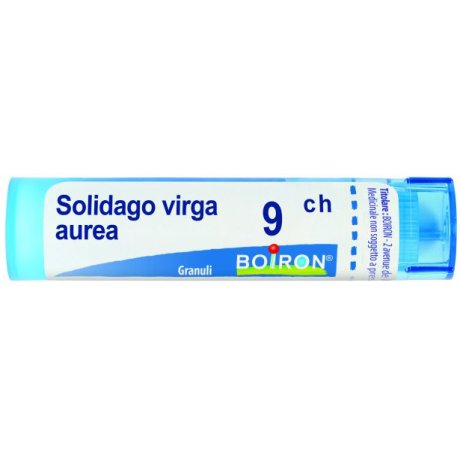 SOLIDAGO VIRGA AUREA 9CH GR