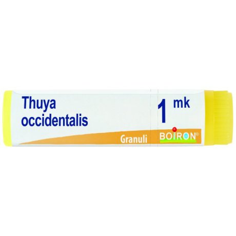 THUYA OCCIDENTALIS MK GLOBULI THUYA OCCIDENTALIS MK GLOBULI