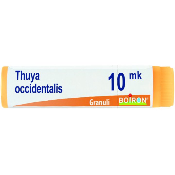 THUYA OCCIDENT XMK GL